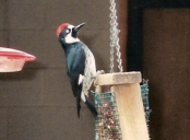 Acorn Woodpecker in Arizona