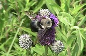 Bumblebee on Prairie Clover