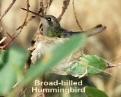 Broad-billed Hummingbird on nest in SE Arizona