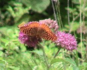 Fritillary Butterfly on Common Milkweed