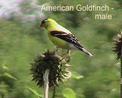 American Goldfinch - male (in summer)