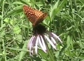 Great Spangled Fritillary Butterfly on Purple Coneflower