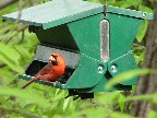 Cardinal eating sunflower seeds