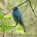Indigo Bunting - male