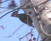 Pileated Woodpecker at Overland Park Arboretum