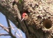 Red-bellied Woodpecker in Nest