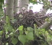 Red-tailed Hawk nest