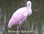 Roseate Spoonbill in south Texas