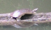 Soft-shelled Turtle at Overland Park Arboretum