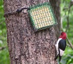 Red-headed Woodpecker at suet